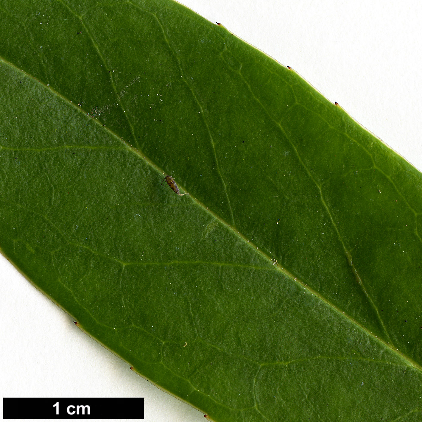 High resolution image: Family: Aquifoliaceae - Genus: Ilex - Taxon: fargesii - SpeciesSub: subsp. fargesii